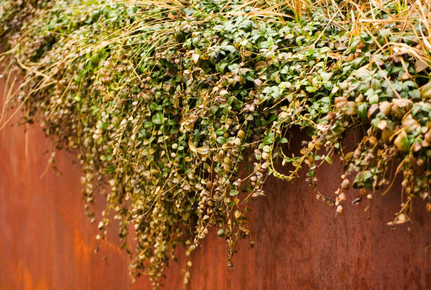 Green plants in corten flower pot close up.