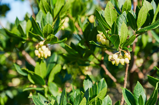 A strawberry tree (Arbutus unedo) with flowers. Noli. Province of Savona. Liguria. Italy.