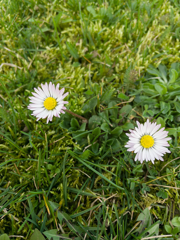 Green meadow with daisy flowers