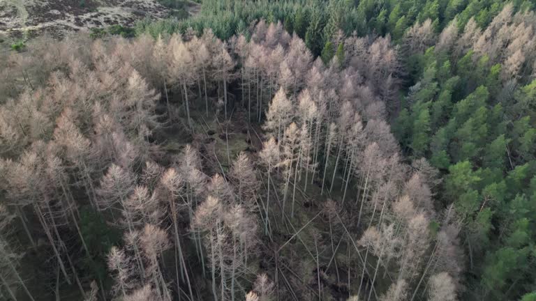 Aerial view of forest suffering from major damage caused by a winter storm in the UK