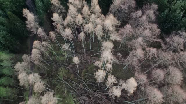 Drone view showing major damage caused by strong storm in a pine forest in Scotland