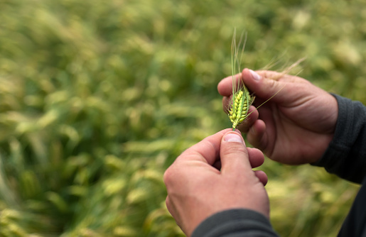 the farmer's hand holds the spikelets of cereals, examines the ripeness and development
