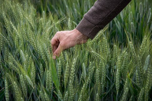 the farmer's hand holds the spikelet of cereals, examines the ripeness