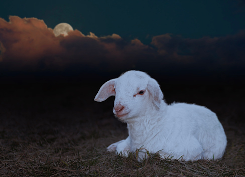 Moon setting behind a very young Katahdin sheep lamb laying on a grassy paddock.