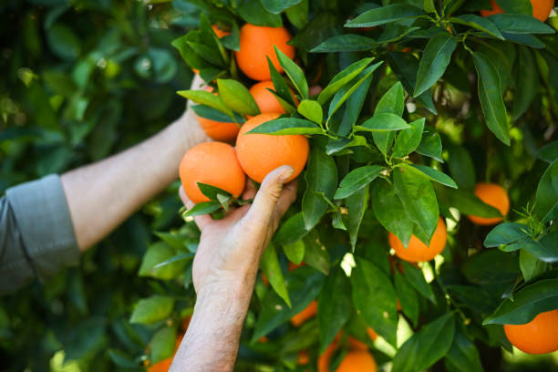 Farmer picking ripe oranges in the garden