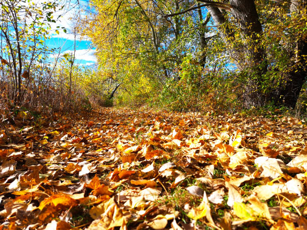 autumn forest