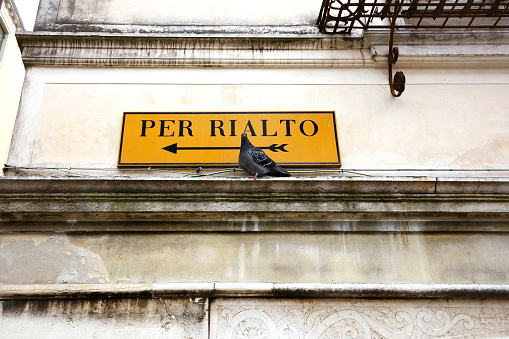 A pigeon by a street sign pointing the way to the Rialto Bridge