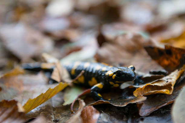 A small Northwestern Salamander on a log in the Pacific Northwest