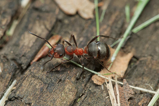 Ona adult 	Southern Wood Ant (Formica rufa) sitting on an old wooden board