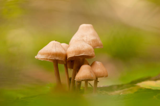 istock Mushrooms in the natural forest 2048870818