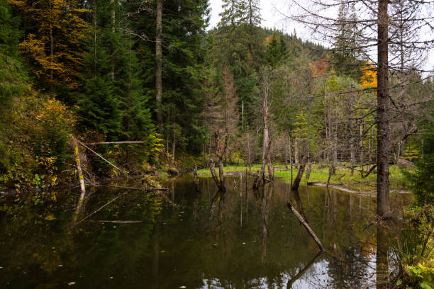 Wild Autumn forest in Gorgany region, Carpathian mountains, Ukraine