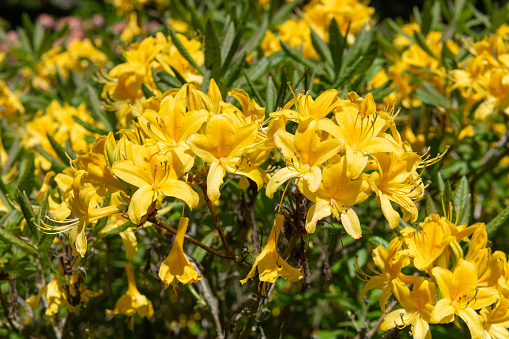 Solidago speciosa (Showy Goldenrod) Native North American Wildflower