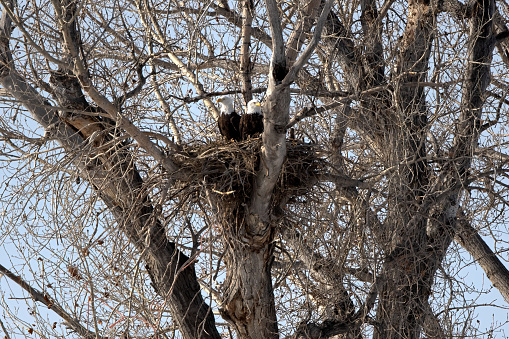 Eagle nest and Bald Eagle pair in tree in central Montana in western USA of North America. Nearby cities are Bozeman, Billings and Roundup Montana.