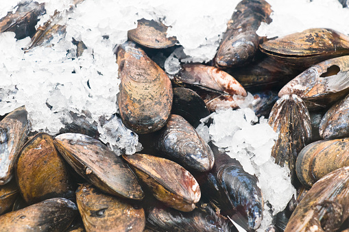 Fresh mussels on ice in a refrigerated retail display at a fish market in southwest Florida, USA.