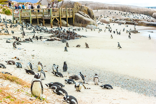 South african penguins colony of spectacled penguins waterbirds single penguin and group in Simons Town Cape Town Capetown Western Cape South Africa Southafrica.