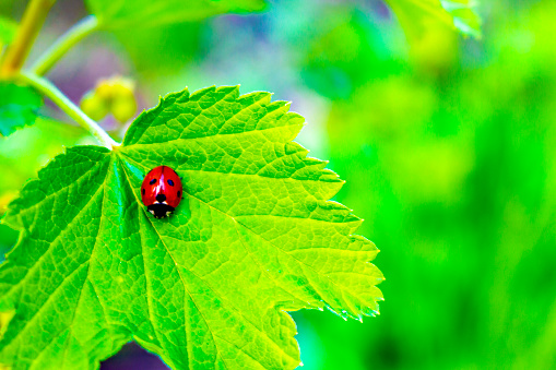 Red ladybugs insect on green plant in Leherheide Bremerhaven Bremen Germany.