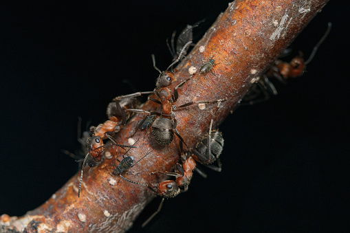 Southern Wood Ants (Formica rufa) defending aphids on a stem of a plant