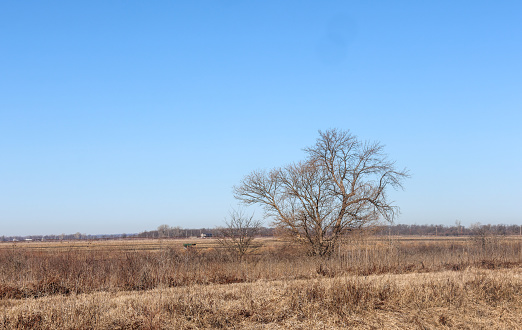 A bare, leafless tree in the middle of marsh at Loess Bluffs National Wildlife Refuge.