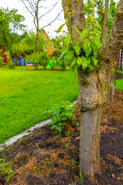 istock Garden with trees plants hut compost beds lawn in Germany. 2048932866