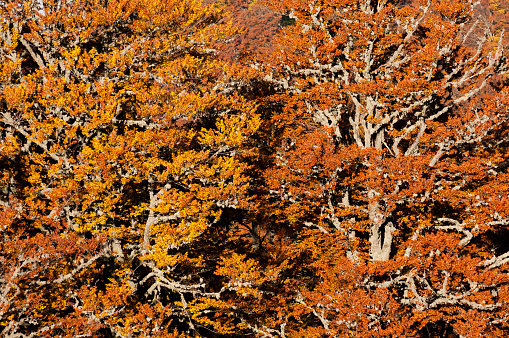 Wild natural forest in Autumn, Carpathian mountains, Ukraine