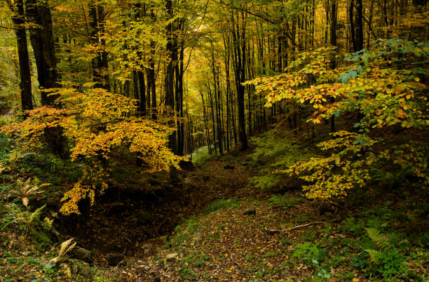 Wild natural forest in Autumn, Carpathian mountains, Ukraine