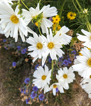 Daisies and blue bachelor's buttons grow on a greenway in Surrey. Summer afternoon in Metro Vancouver. 
Plant Hardiness Zone 8A.