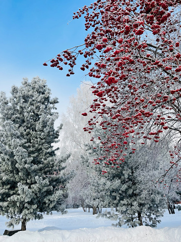 Frozen snowy trees in winter park on a sunny weather