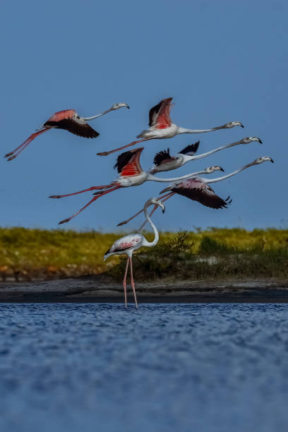 istock movement of flamingos 2048980776