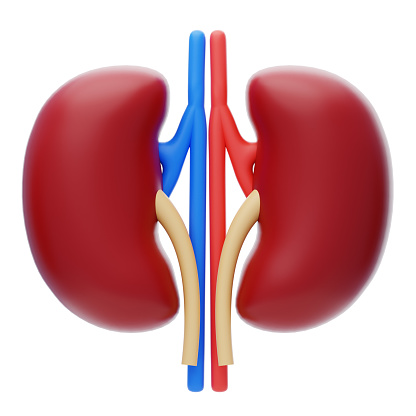 Kidney 3D Icon. Human kidney internal organ 3d illustration
