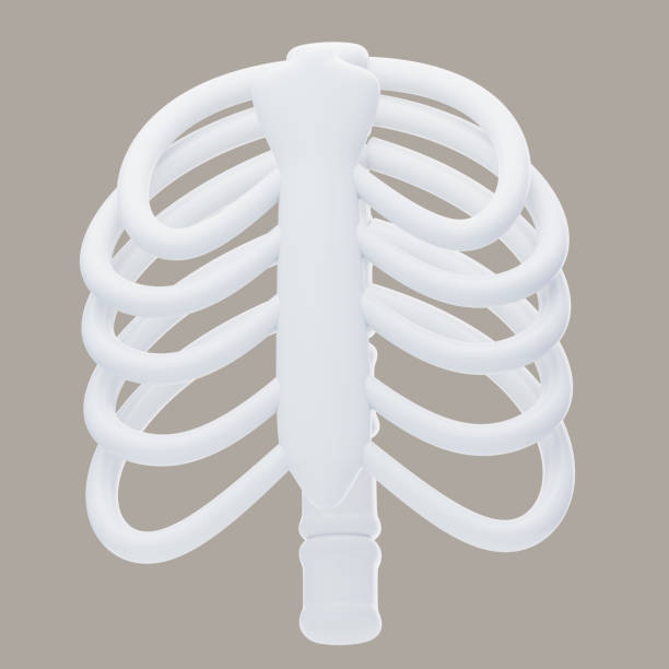 Thoracic cavity X-ray Film