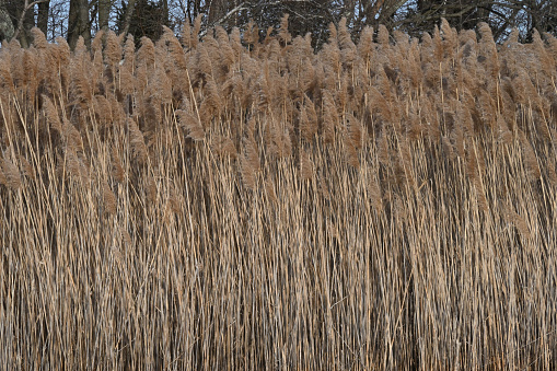 Reed in Water