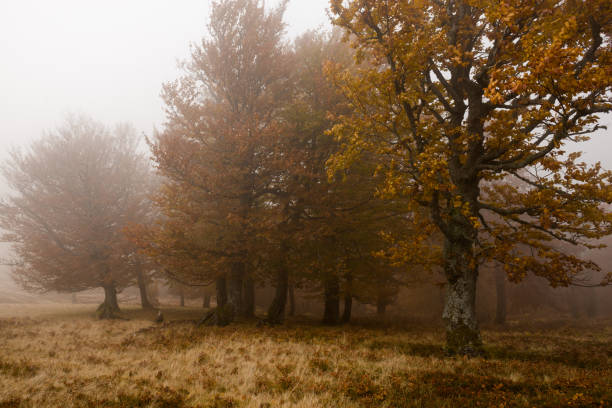 Wild natural forest in Autumn, Carpathian mountains, Ukraine