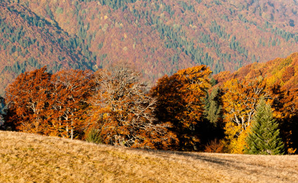 istock Wild natural forest in Autumn 2049034713