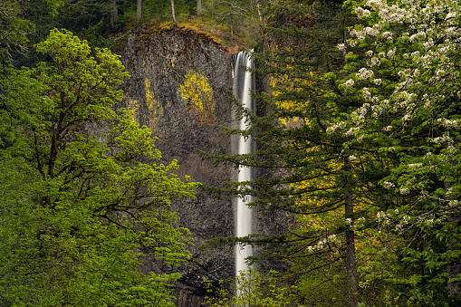 Long exposure waterfall near Portland Oregon plunges into the Columbia River Gorge in spring. A perfect waterfall to hike to.