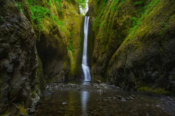 A waterfall plunges into the canyon of the Oneonta Gorge in the Columbia River Gorge outside of Portland, Oregon. Green moss cover rock surrounds the flowing water of this tall waterfall.