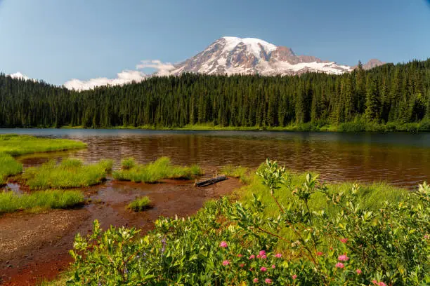 A sunny summer day at Mt Rainier National Park looking at the mountain from Reflection Lake with wildflowers.