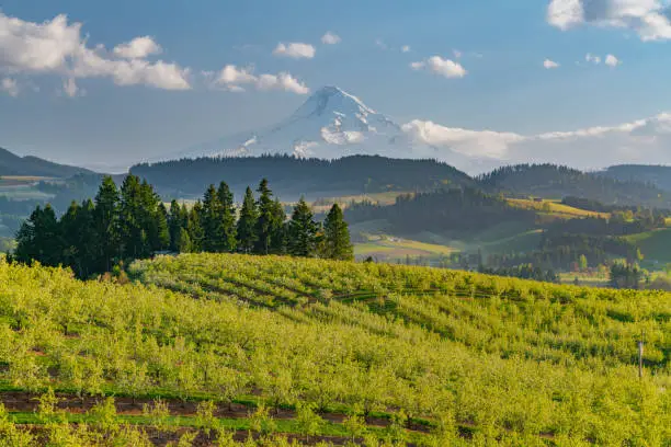 Pear orchards bloom with flowers during spring in Hood River, Oregon. This region is called the fruitloop in the foothills near Mt Hood.