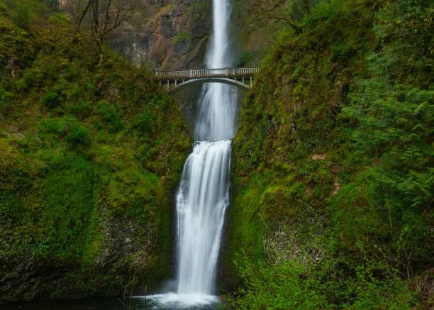 The flowing water of Multnomah Falls in the Columbia River Gorge is surrounded by greenery in Springtime. This is a travel destination waterfall for Portland Oregon visitors to see.