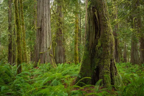 Ferns and moss surround large evergreen trees in the forest of the Olympic National Park  near Lake Cresent stock