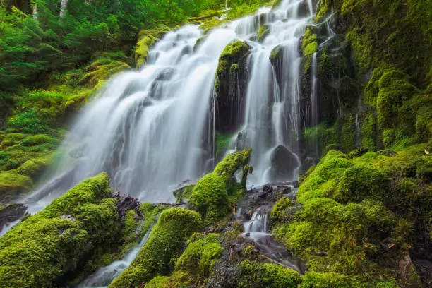 A moss-covered waterfall in central Oregon has silky flowing water through the forest in summer. Proxy Falls is a great hiking destination near Bend, Oregon and Three Sisters, Oregon