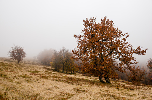 Trees in the park at the end of autumn in cloudy dreary weather, trees without foliage in late autumn and early winter