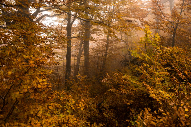 Wild natural forest in Autumn, Carpathian mountains, Ukraine
