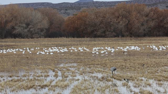 Snow geese and the crane on a meadow