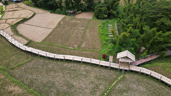 Top view of the bamboo bridge to the village. Passing through the middle of rice fields is a beautiful natural place. Located in Phrae Province, Thailand.