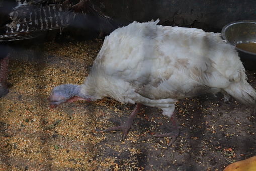 Goose on a farm in Chile Chico, in the chilean Patagonia