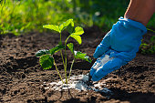 Young adult woman palm in a blue glove holding complex fertiliser granules for green small strawberry plant on dark brown ground background. Closeup. Root feeding. Preparation work in garden.