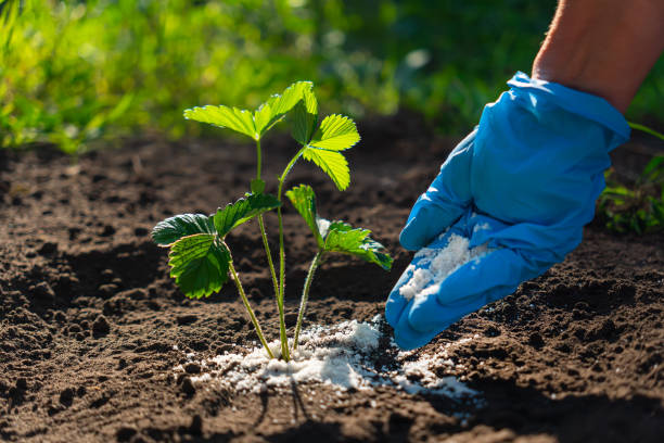 Young adult woman palm in a blue glove holding complex fertiliser granules for green small strawberry plant on dark brown ground background. Closeup. Root feeding. Preparation work in garden. Young adult woman in a blue glove palm holding complex fertiliser granules for green small strawberry plant on dark brown ground background. Closeup. Root feeding. Preparation work in garden. human fertility stock pictures, royalty-free photos & images