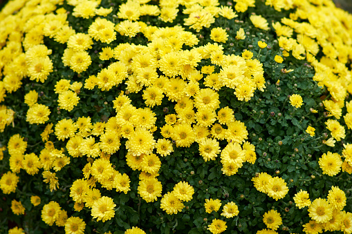 The yellow chrysanthemums stand out against the green background of the garden.