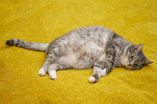 Funny fat cat lies on its side in the home bed, sick pet