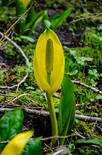 Western Skunk Cabbage (Lysichiton americanus) in a red alder grove, Olympic National Park, Washington, USA